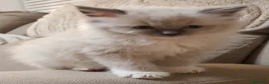 Ragdoll 1
