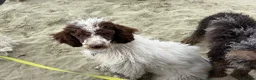 Miniature Poodle dogs for sale: Beautiful parti miniature poodle - Advert 7