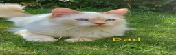 Siamese cats for sale: STUNNING Flame Point Siamese Kittens - Advert 34