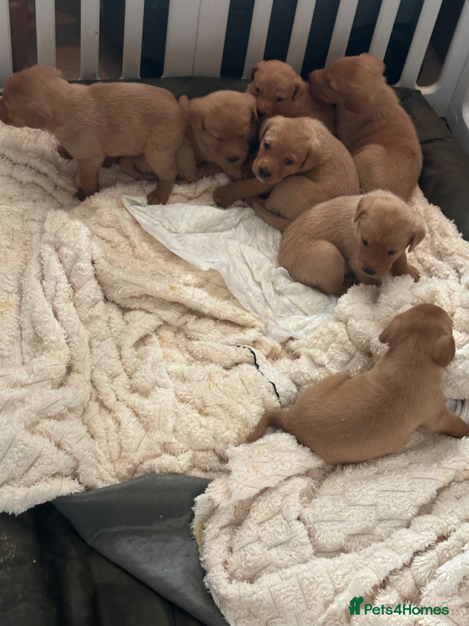 Labrador Retriever dogs KC Registered Fox Red Labrador Puppies – 7 boys - Advert 1
