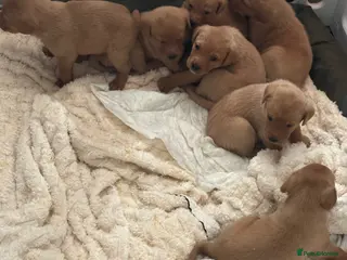 Labrador Retriever dogs KC Registered Fox Red Labrador Puppies – 7 boys - Advert 1