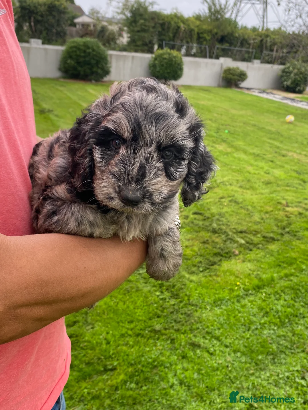 Cockapoo dogs for sale: COCKAPOO PUPPIES  in Saint Austell - Advert 2