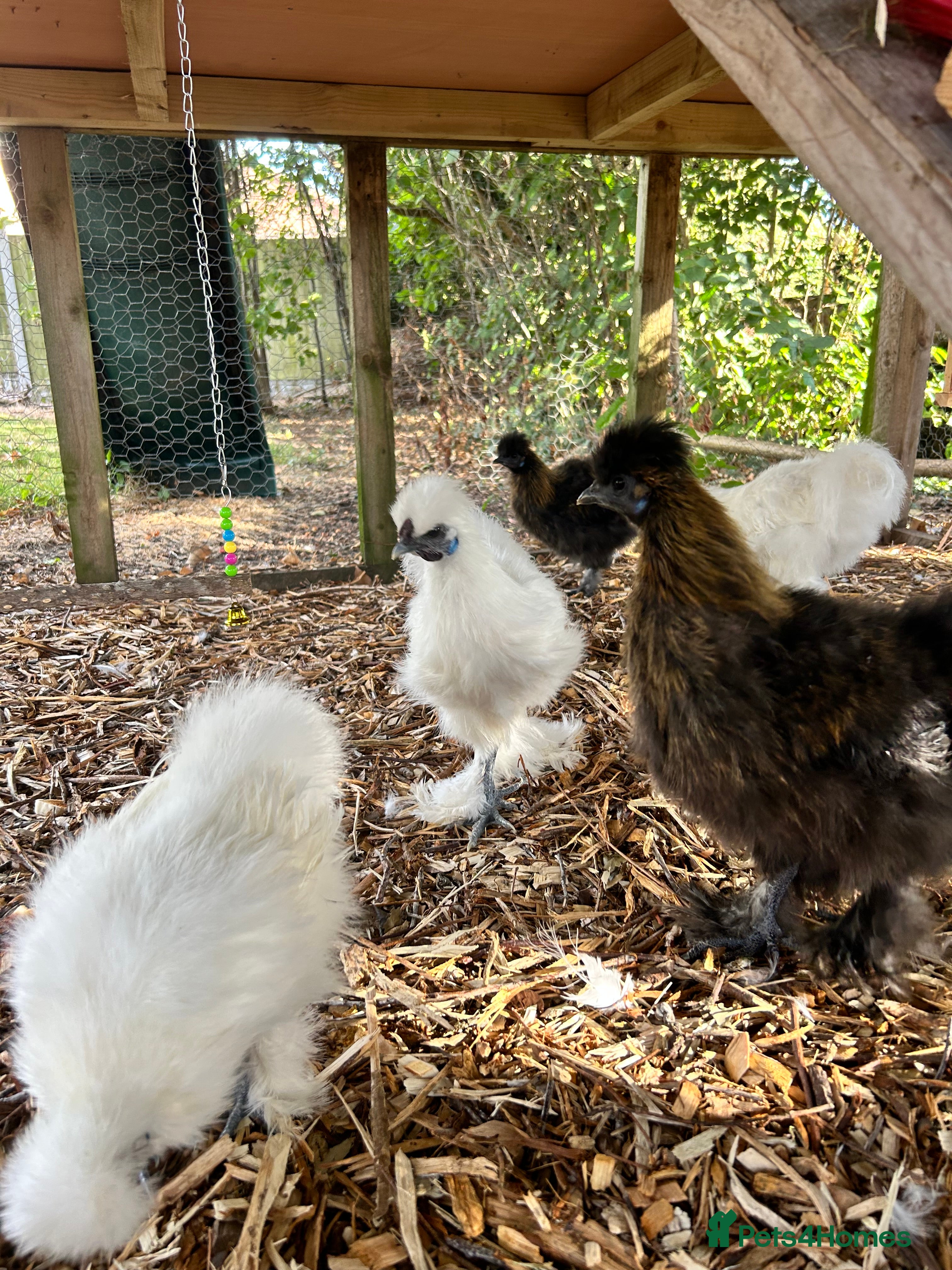 Chickens poultry Silkie Cockerel  - Advert 6