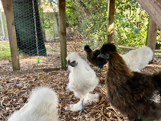 Chickens poultry Silkie Cockerel - Advert 10