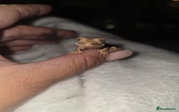 Gecko reptiles for sale: Baby Crested Geckos - Lilly whites - Image 5