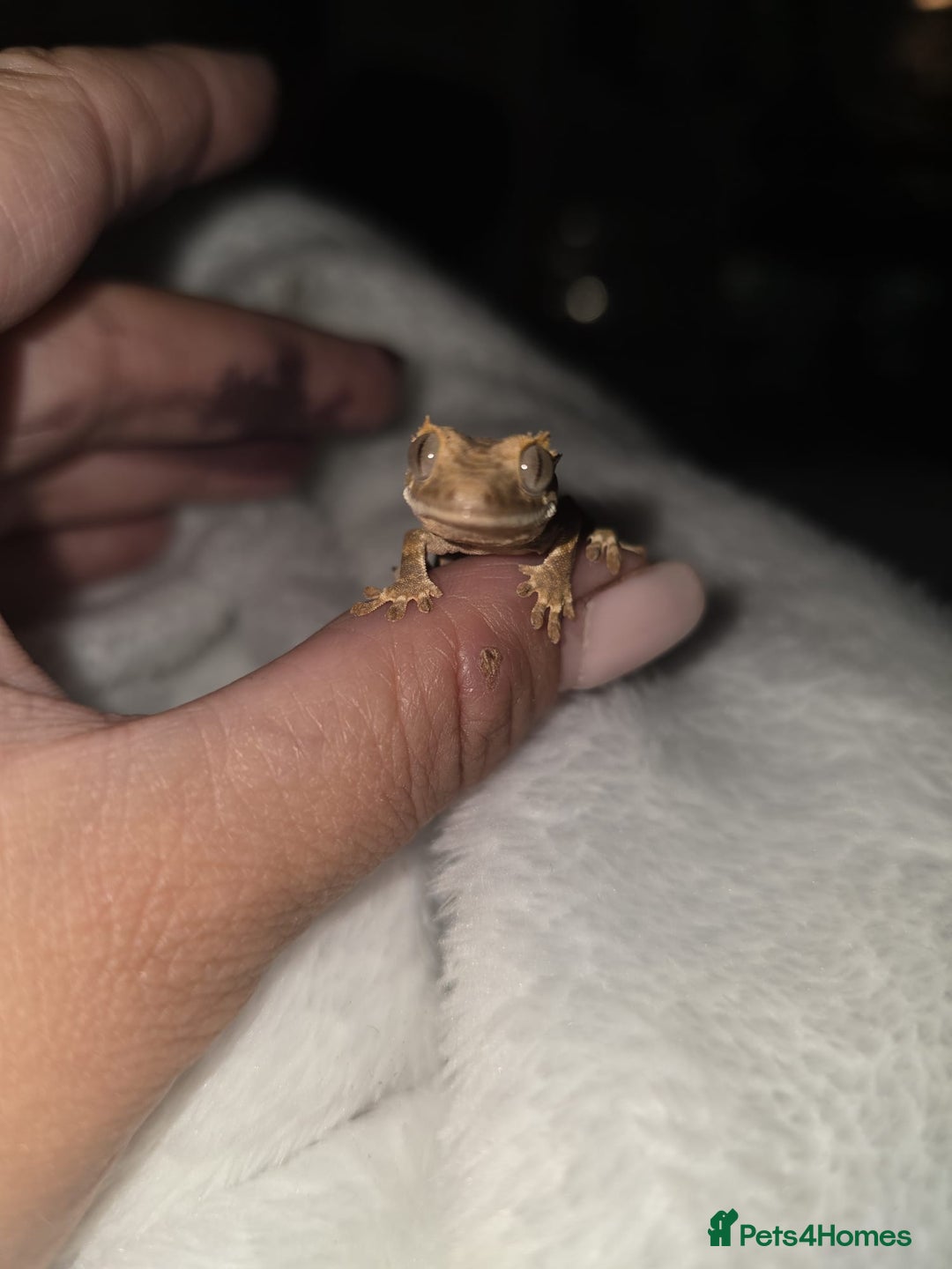 Gecko reptiles for sale: Baby Crested Geckos - Lilly whites - Image 5