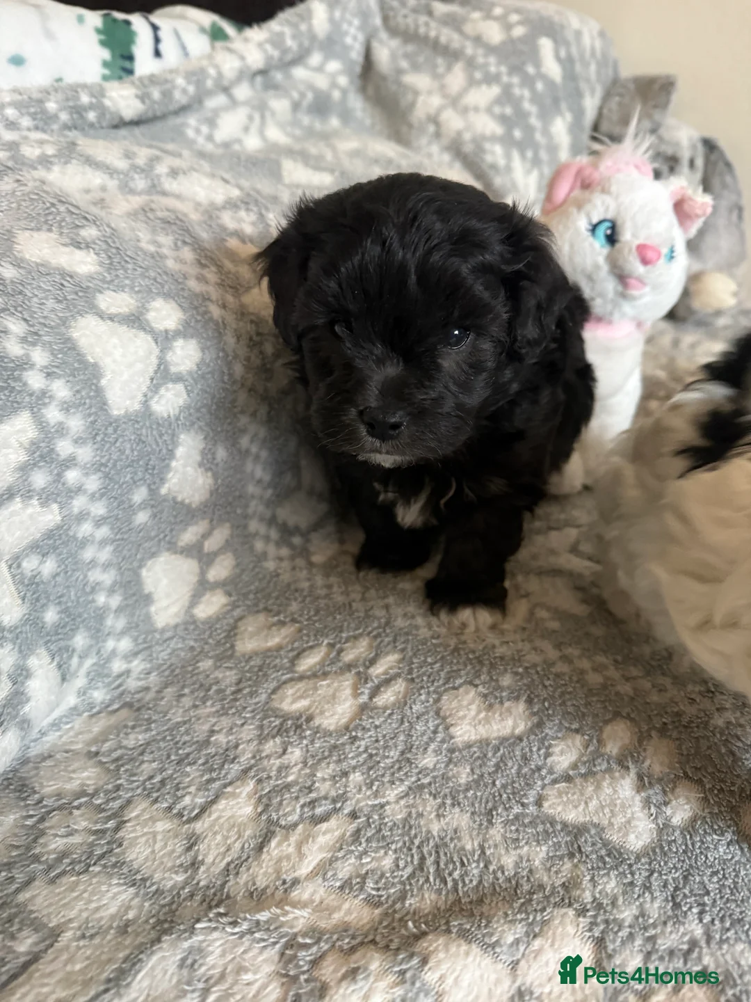 Maltipoo dogs for sale: Exceptional Genuine F1 Maltipoo puppies  - Advert 8