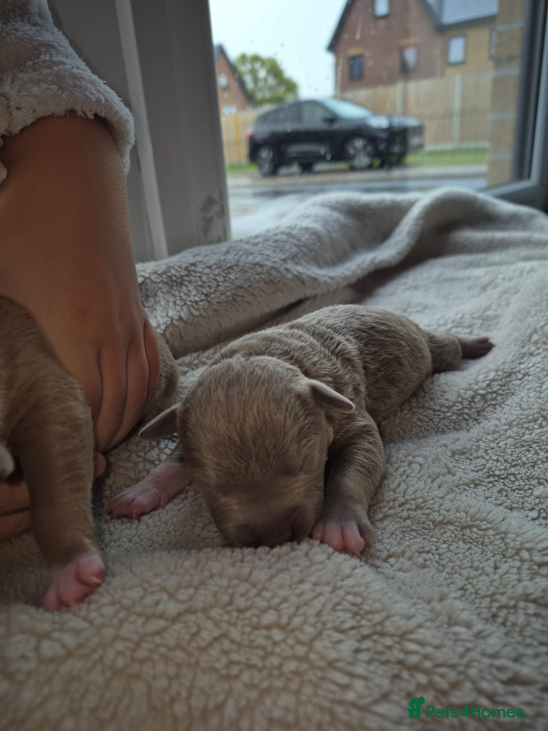 Mixed Breed dogs for sale: Red nose pittie cross cane corso cross blue staffy - Image 7