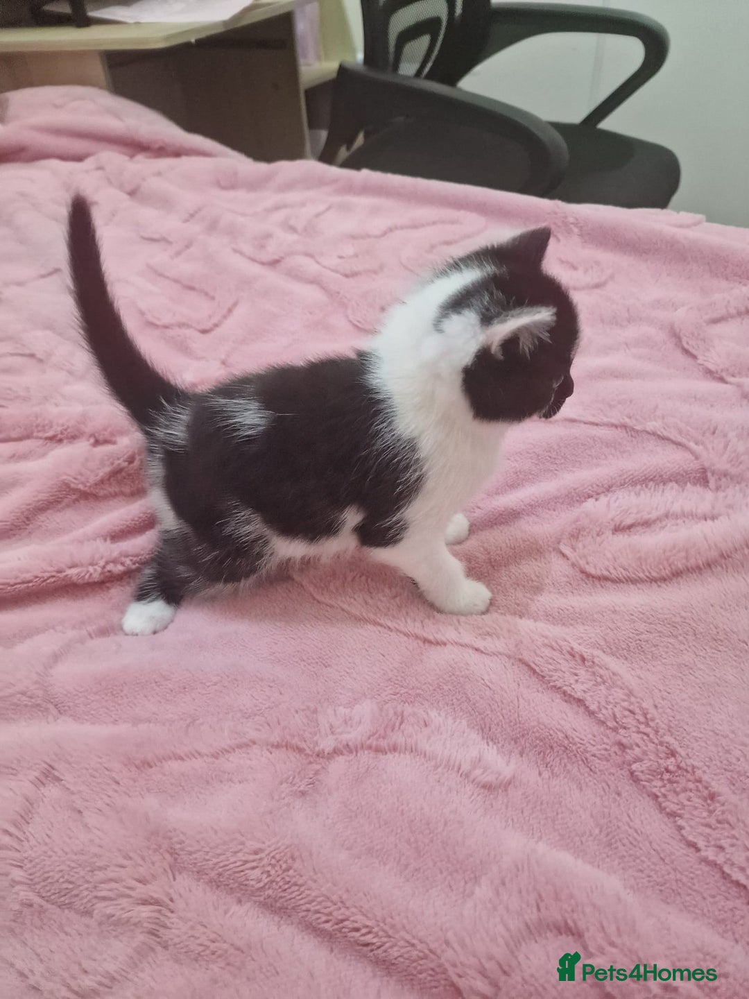 Mixed Breed cats for sale: Black and white cute kittens  - Image 7