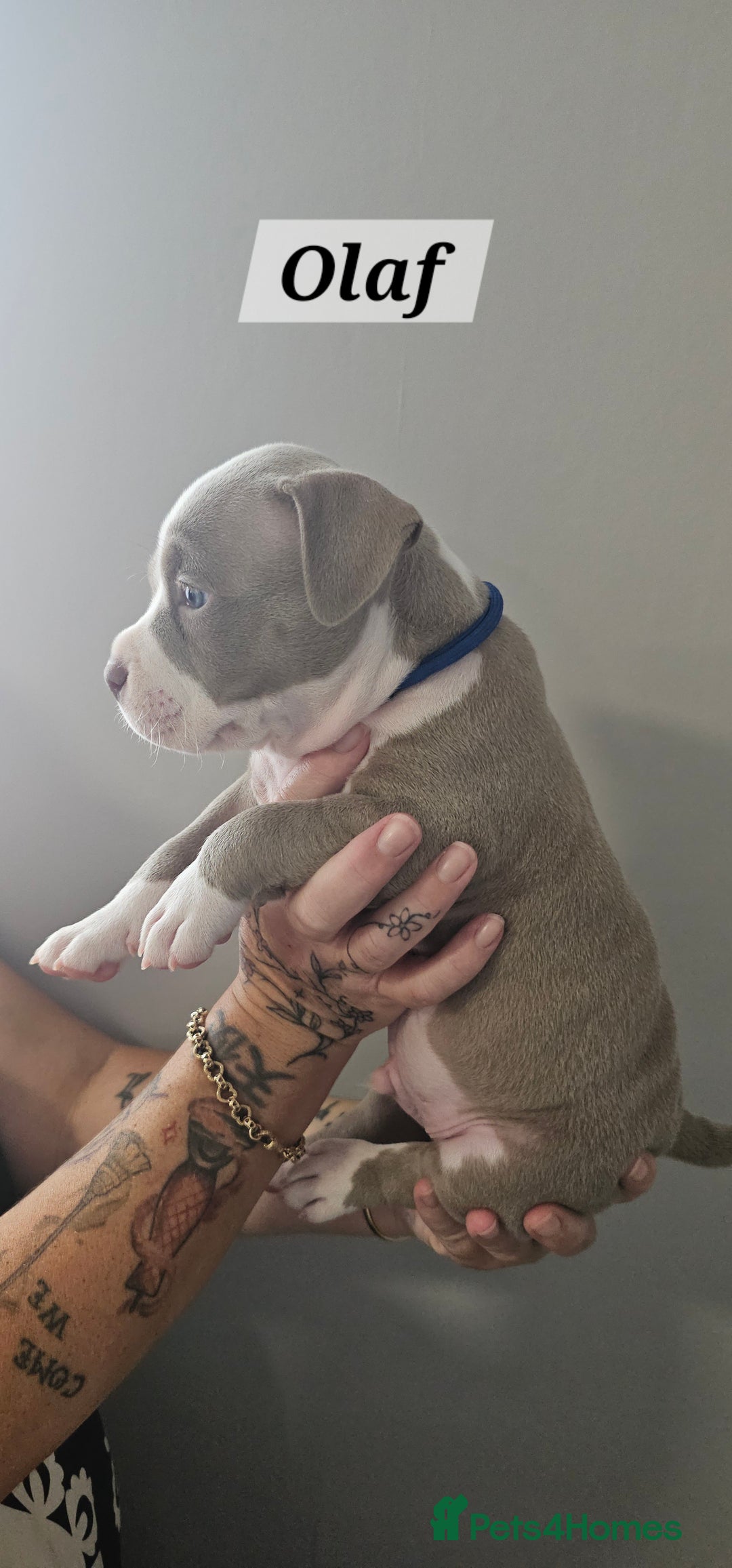 American Bully dogs for sale: BEAUTIFUL LITTER OF 8 POCKET BULLY PUPS - Image 17