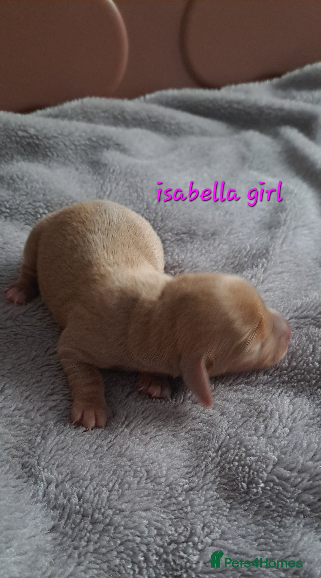 Dachshund dogs for sale: Miniature dachshund puppies  - Advert 15