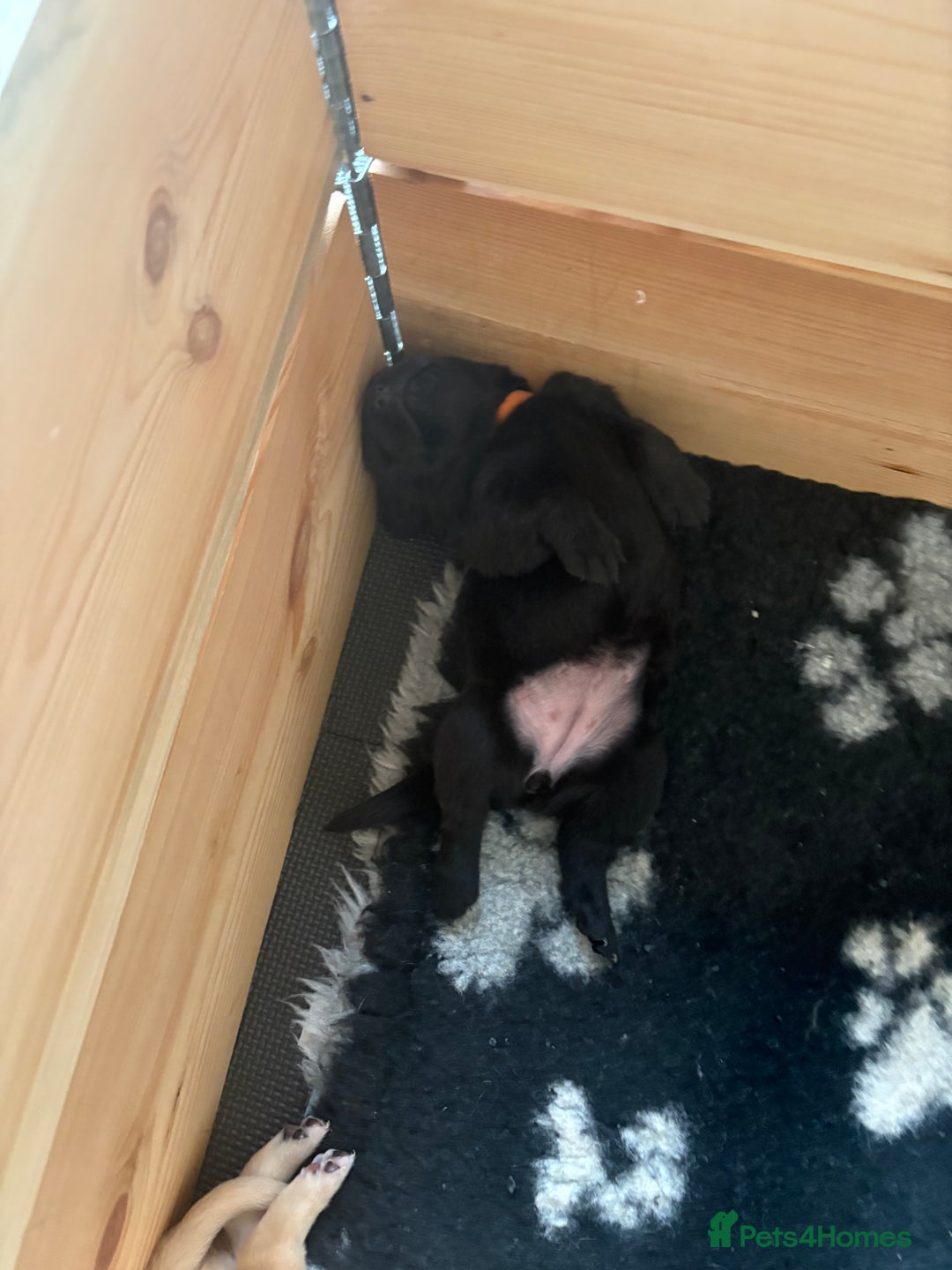 Labrador Retriever dogs for sale: Stunning litter of Labrador puppies for sale!  - Image 5