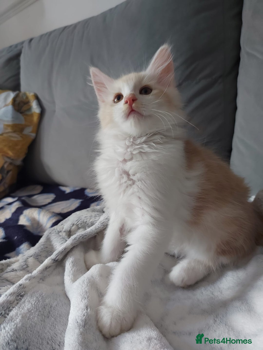 Maine Coon cats for sale: Beautiful X Maine-coon kittens 😸 ♥️ 😍 ❤️ - Image 14