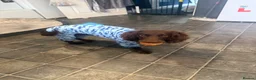 Cocker Spaniel dogs for sale: Chocolate cocker spaniel puppy 10 months old in Dagenham - Advert 3