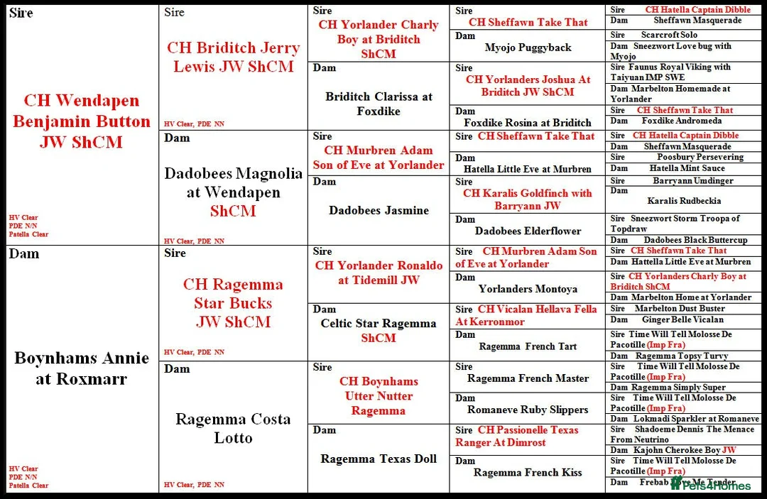 Pug dogs for stud: For Stud Champion Sired BOAS tested  in Llanelli - Advert 6