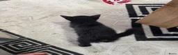 Mixed Breed cats for sale: kittens - Advert 15
