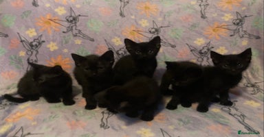 Domestic Shorthair cats - Advert 3