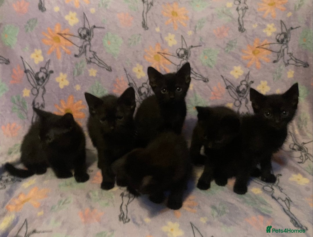 Domestic Shorthair cats for sale: 6 Black Kittens - Ready to leave! - Image 3