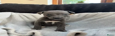 Whippet Puppy 5