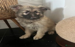 German Shepherd dogs for sale: German shepherd pups silver sable black/tan black  - Image 11
