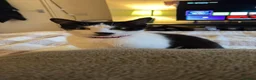 Domestic Shorthair cats for sale: athena  in Chislehurst - Advert 2