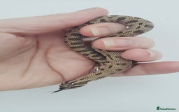 Snake reptiles for sale:  2025 Western Hognose babies  - Advert 4