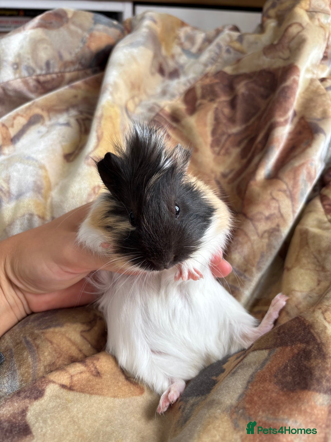 Guinea Pig rodents for sale: LONG HAIRED GUINEA PIGS 2 Boys 1 Girl - Image 6