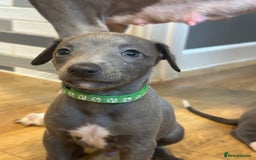 Whippet dogs for sale: READY NEXT WEEK! GORGEOUS WHIPPET PUPPIES - Image 28
