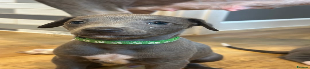 Whippet Puppy 3
