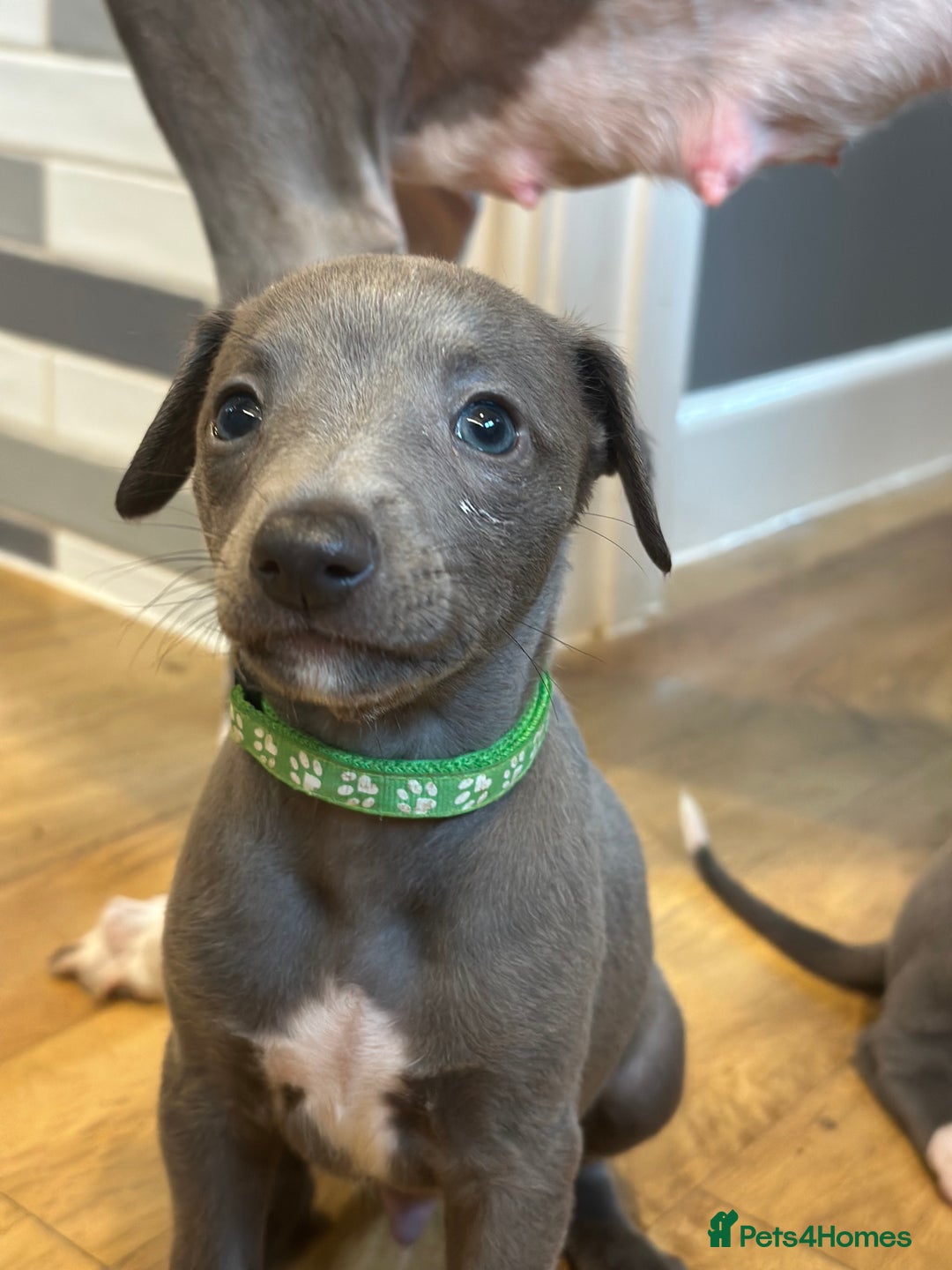 Whippet dogs for sale: READY NEXT WEEK! GORGEOUS WHIPPET PUPPIES - Image 28
