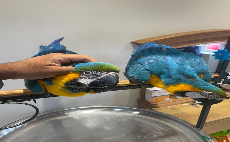 Macaws birds - Advert 1