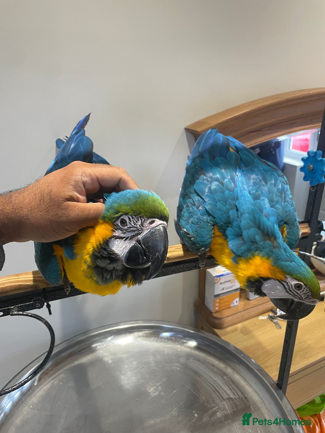 Macaws birds for sale: Ready Baby HandReared Super Tame Blue & Gold Macaw - Image 1