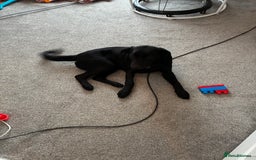 Labrador Retriever dogs for sale: Labrador- 6 Months Old Black - Image 3
