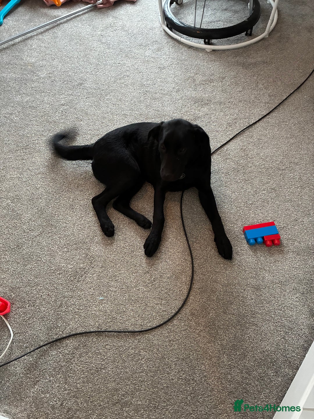 Labrador Retriever dogs for sale: Labrador- 6 Months Old Black - Image 3