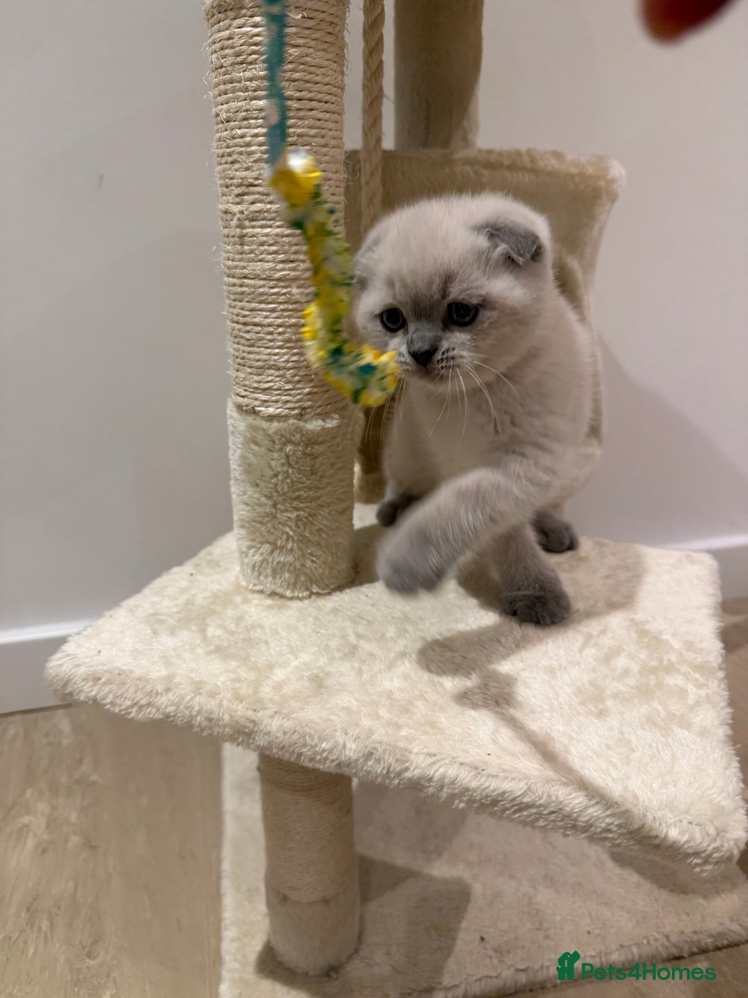 Scottish Fold cats for sale: Scottish Fold Kittens  - Advert 24