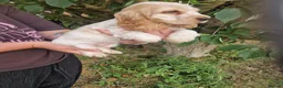 Cocker Spaniel dogs for sale: SIMPLY UNIQUE KC REG SHOW TYPE COCKER SPANIEL - Advert 10