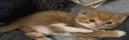 Mixed Breed cats for sale: Adorable Fluffy Kittens - Advert 7