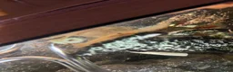 Plecos fish for sale: Blue eye lemon/super red bristlenose - Advert 6