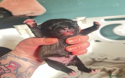 Pug dogs for sale: Beautiful pug puppies  - Image 6