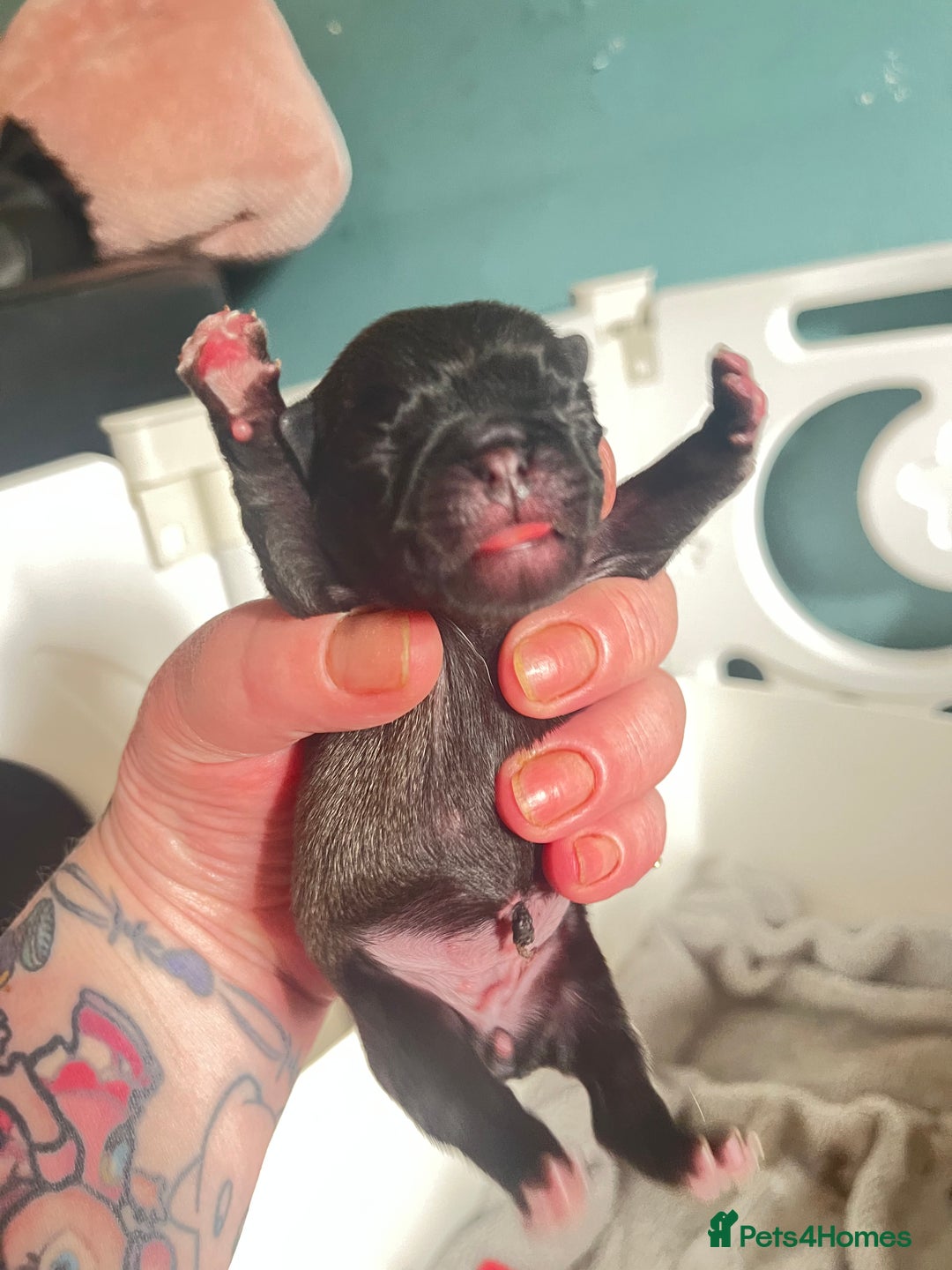 Pug dogs for sale: Beautiful pug puppies  - Image 6