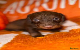 Dachshund dogs for sale: 🩷💙Stunning KC Wire haired Dachshunds🩷💙 - Image 18