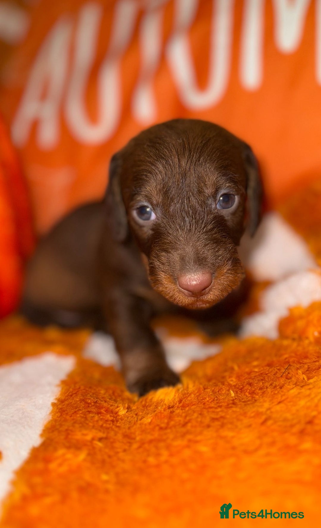 Dachshund dogs for sale: 🩷💙Stunning KC Wire haired Dachshunds🩷💙 - Image 18