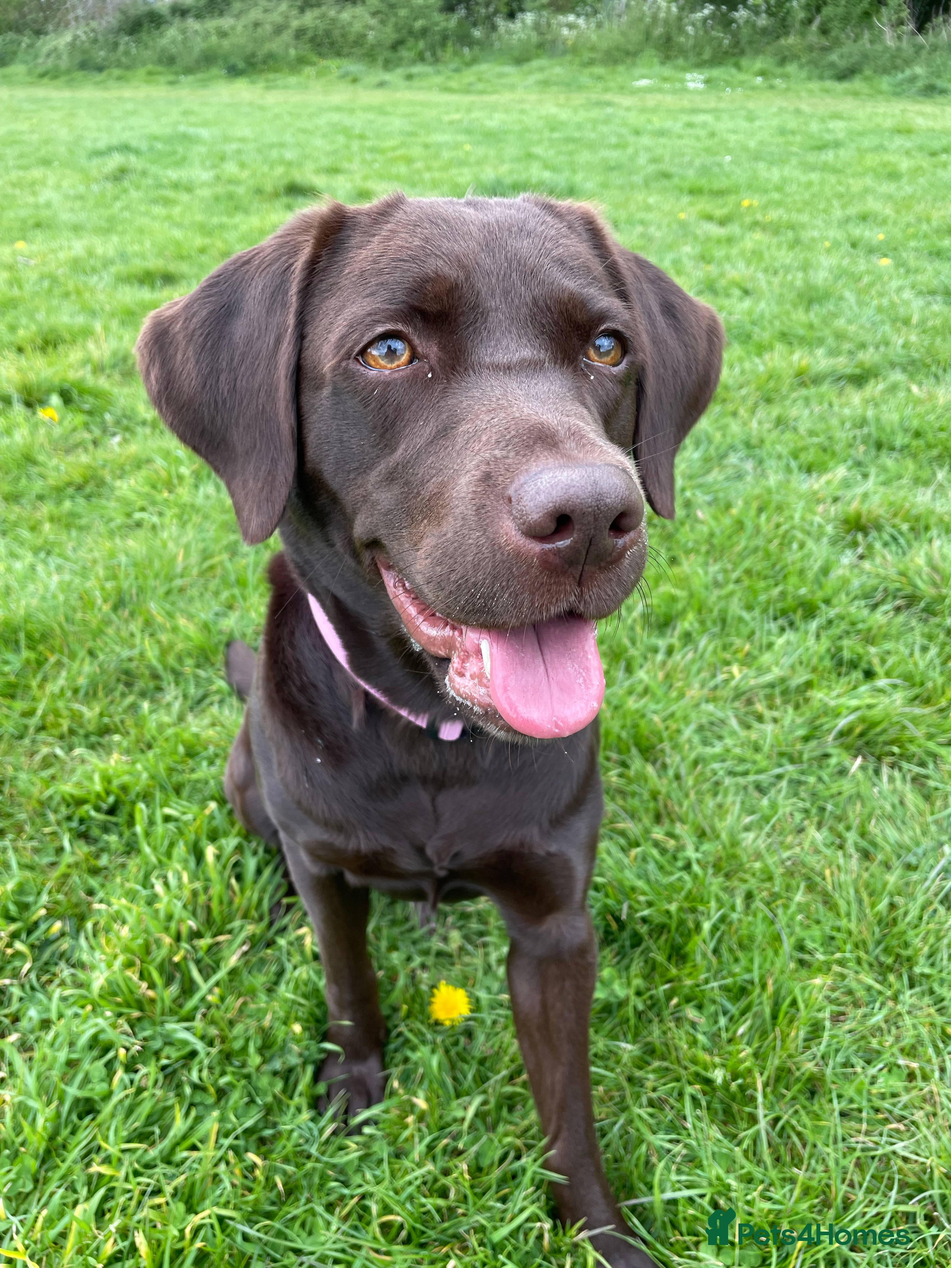 Labrador Retriever dogs Chocolate female Labrador  - Advert 2