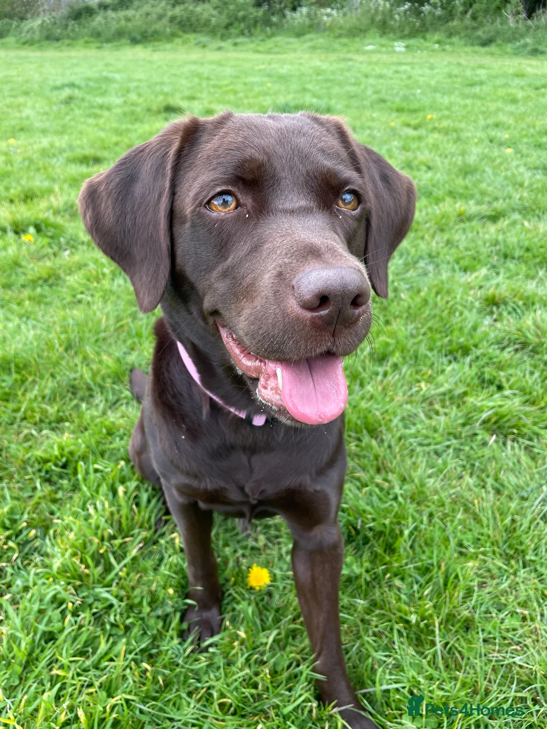 Labrador Retriever dogs for sale: Chocolate female Labrador  - Advert 1