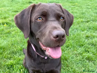 Labrador Retriever dogs Chocolate female Labrador - Advert 9