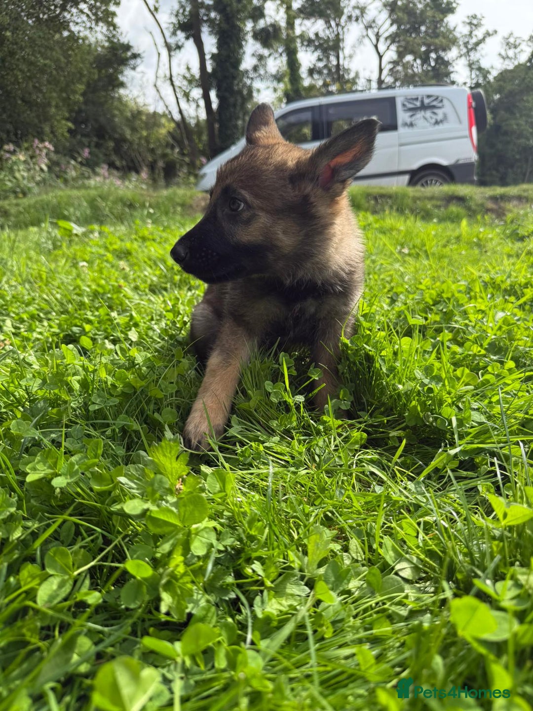 German Shepherd dogs for sale: Germany 🇩🇪 shepherd puppies dogs 🐕 big boned - Image 27