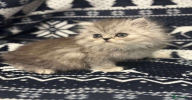 Persian cats **LAST ONE** gorgeous PKD Negative Persian kittens - Advert 9