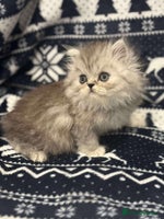 Persian cats **LAST ONE** gorgeous PKD Negative Persian kittens - Advert 9