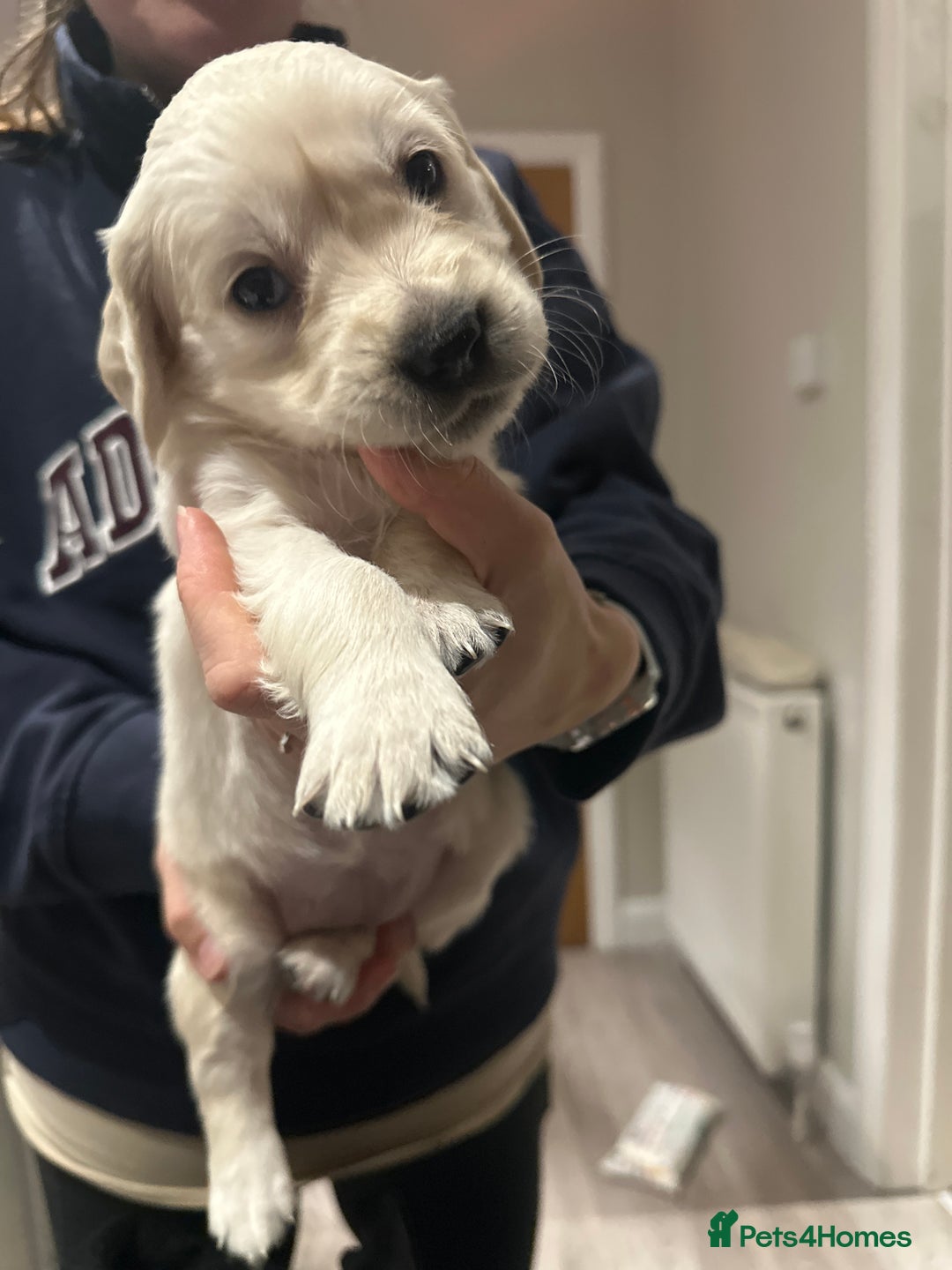 Golden Retriever dogs for sale: Daisy’s first litter - Advert 5