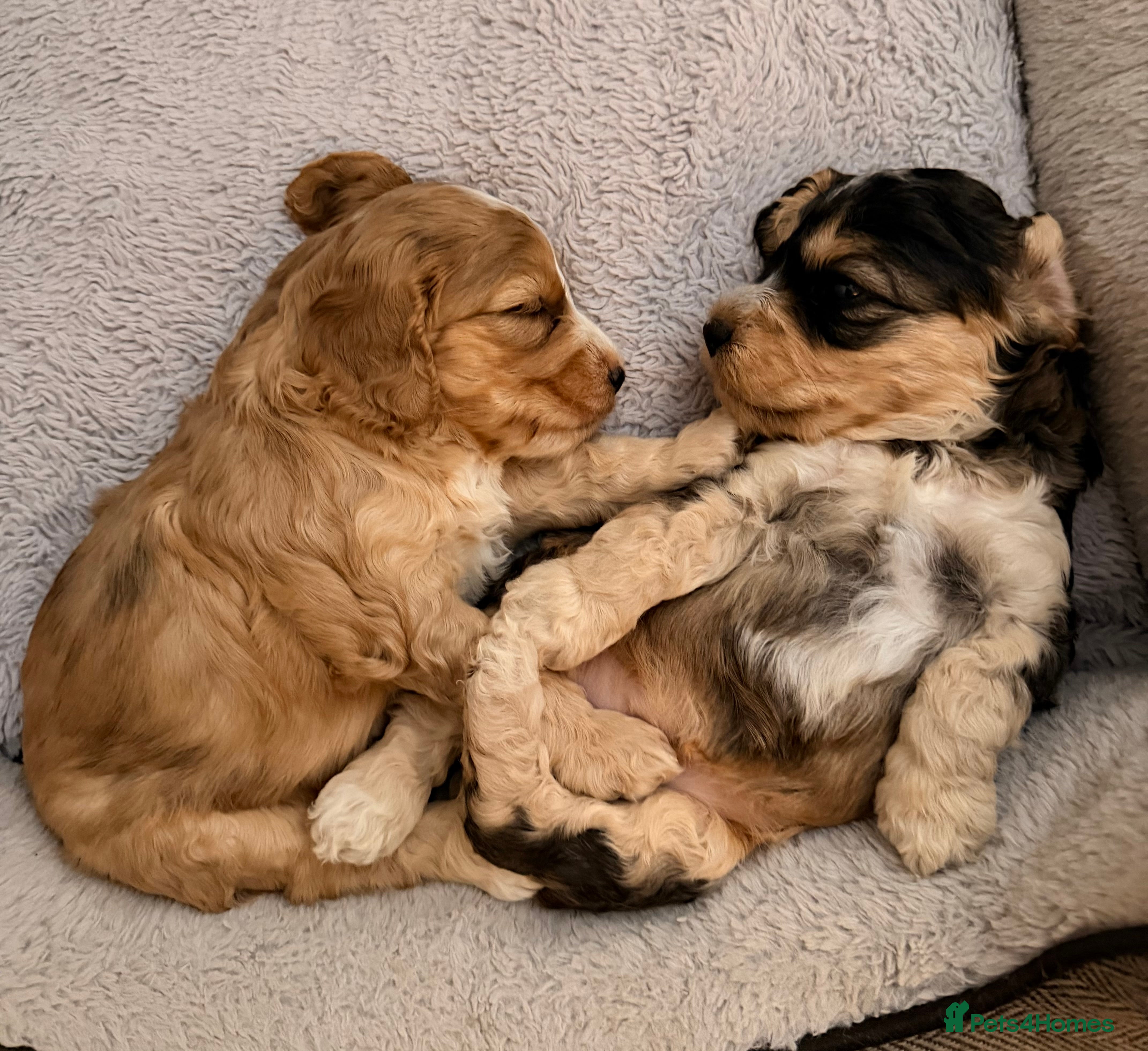 Cockapoo dogs F1 Cockapoo Puppies - Advert 8